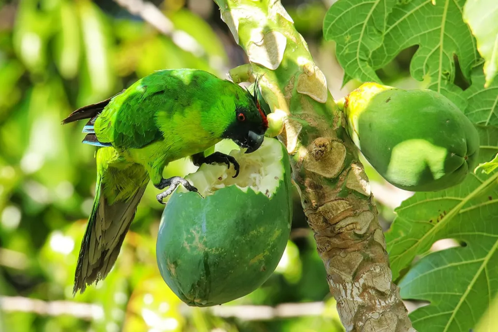 A green bird eating a fruit in a tree.